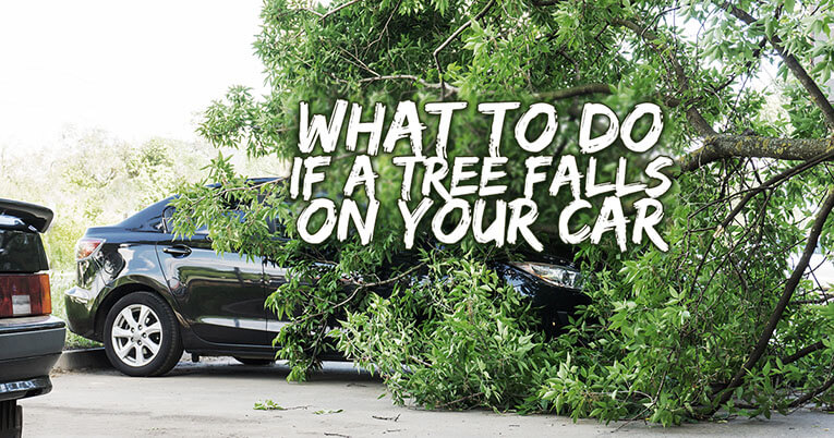 Tree Fell On My Car Will Insurance Pay For It?